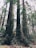 low-angle photo of trees