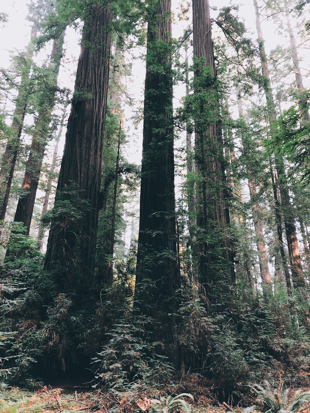 low-angle photo of trees