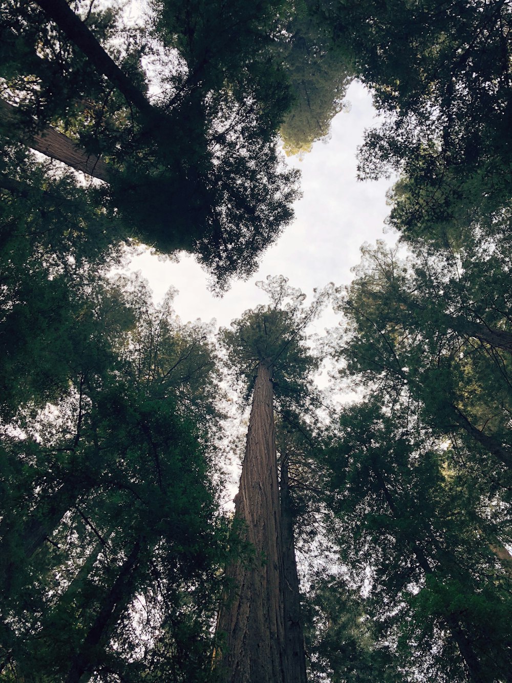 Photographie en contre-plongée de grands arbres pendant la journée