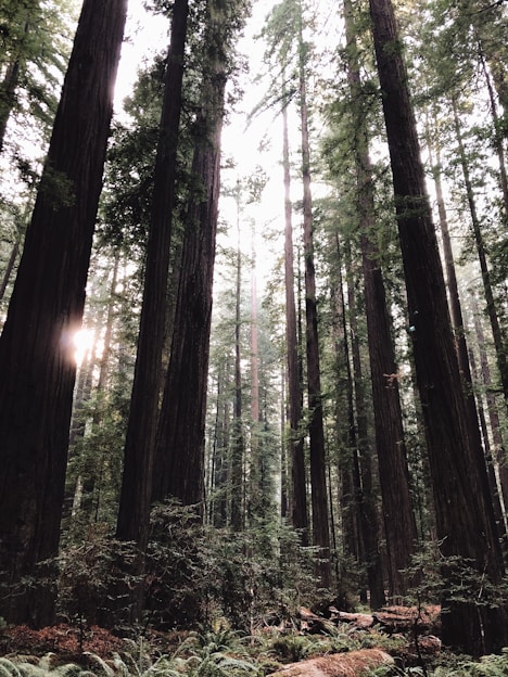 tall trees