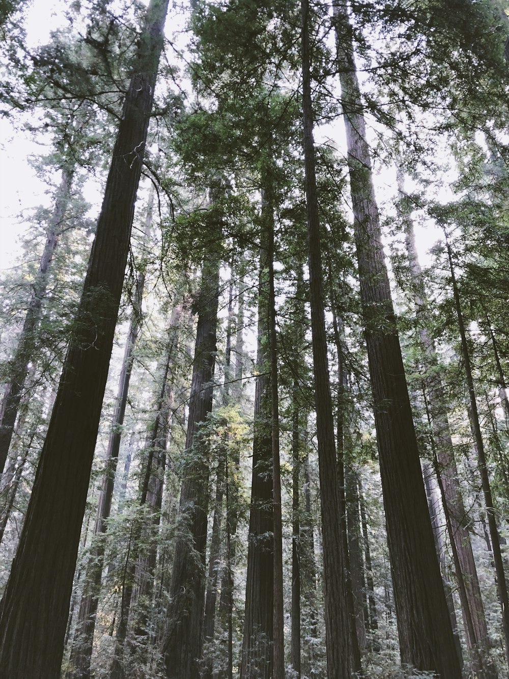 low angle view of green forest