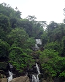 Lush green rainforest canopy with a waterfall cascading into a crystal-clear pool.