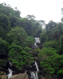A vibrant tropical rainforest scene with a sparkling waterfall, colorful fruits, and realistic cartoon animals exploring.