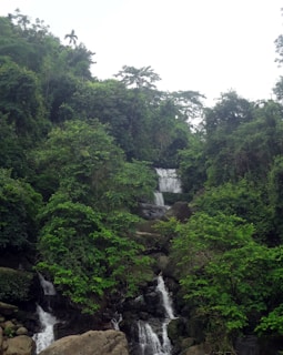 A lush, green rainforest scene with a multi-tiered waterfall cascading down a rocky hillside, surrounded by dense vegetation and tall trees. The water is clear and sparkles as it flows over the moss-covered rocks.