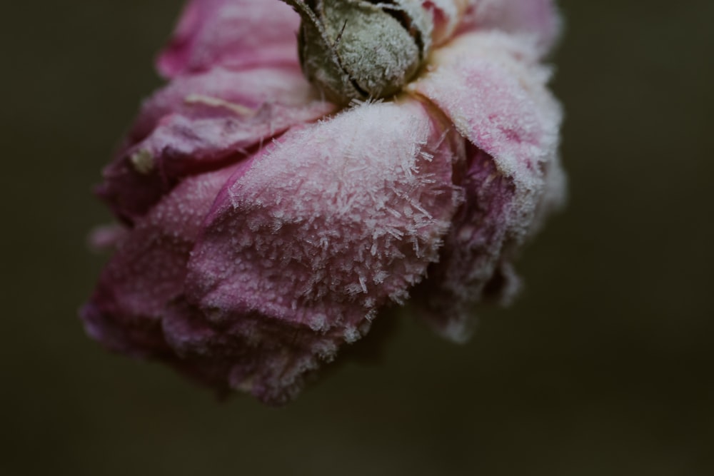flor rosa congelada