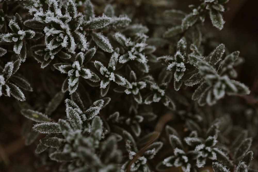 frosted green shrubs