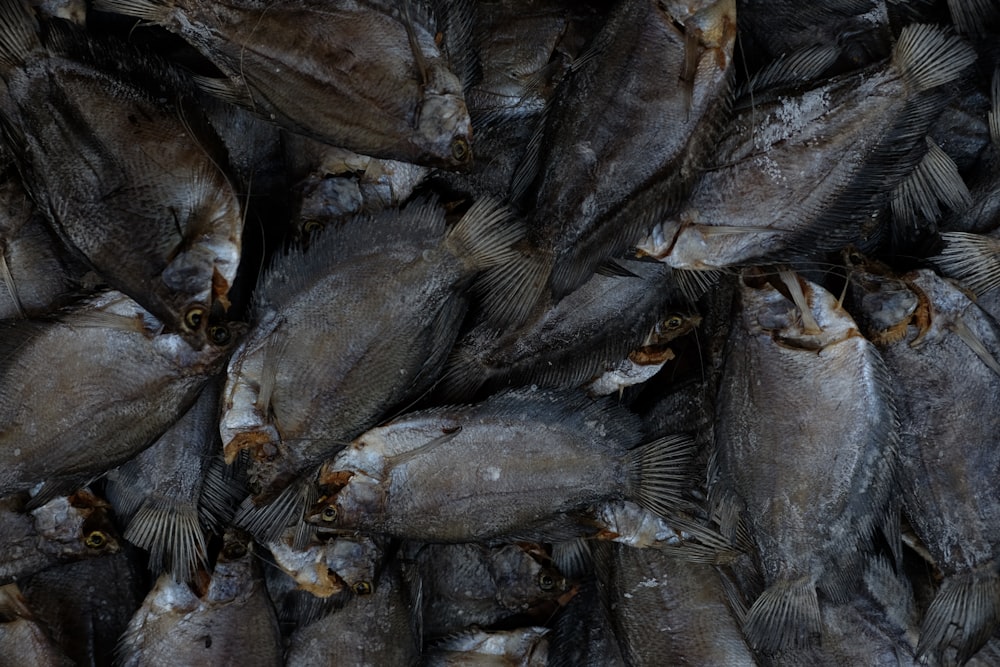 dried fish