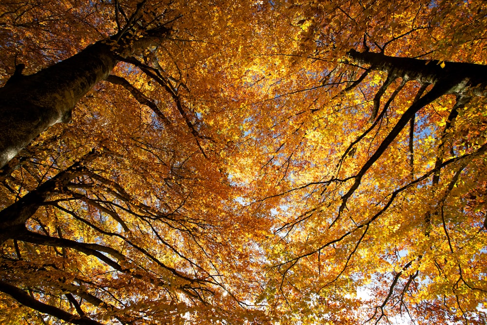 Photographie en contre-plongée d’arbres à feuilles brunes