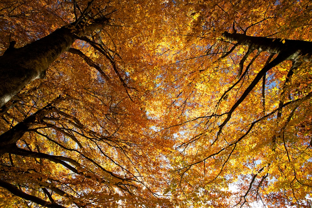 low-angle photography of brown-leaved trees