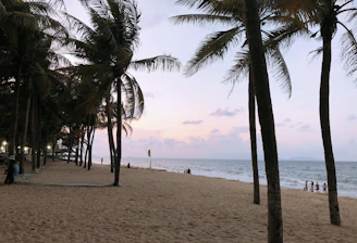 A wide shot of palm trees lining a pristine beach with soft golden sand at sunset.