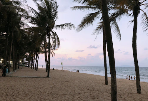 A wide shot of palm trees lining a pristine beach with soft golden sand at sunset.