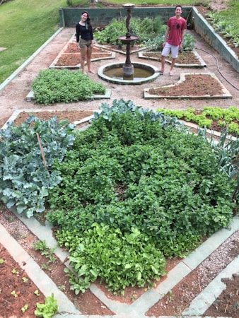 In a well-maintained garden, a variety of green plants and herbs grow in designated plots bordered by concrete edges. A small fountain is at the center, and two people are standing near it, one on each side, smiling. The soil appears rich and well-tended, with different sections showcasing various stages of plant growth.