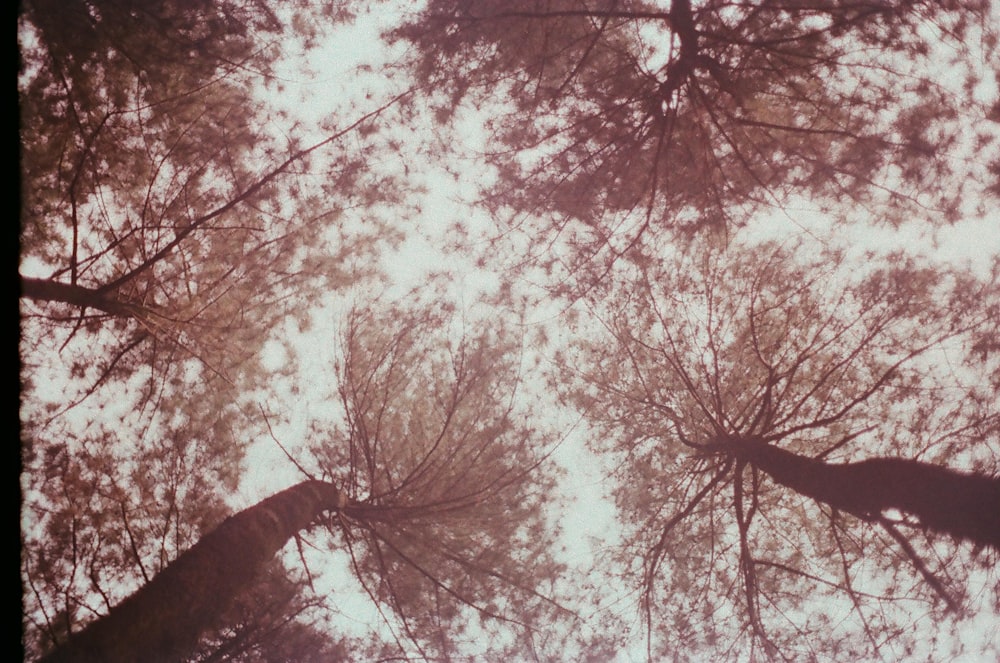 low angle photo of tall trees \