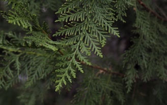 green pine tree