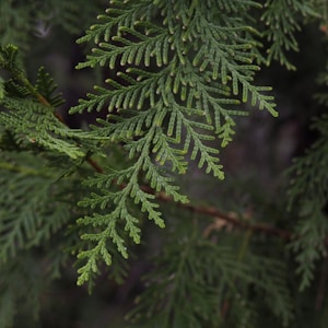 green pine tree