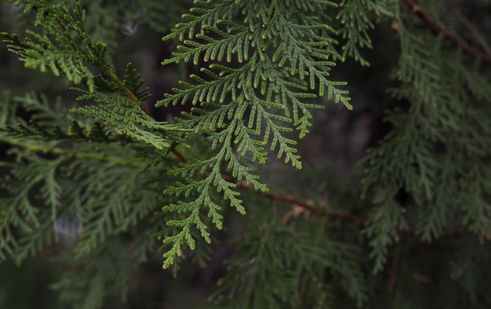 green pine tree