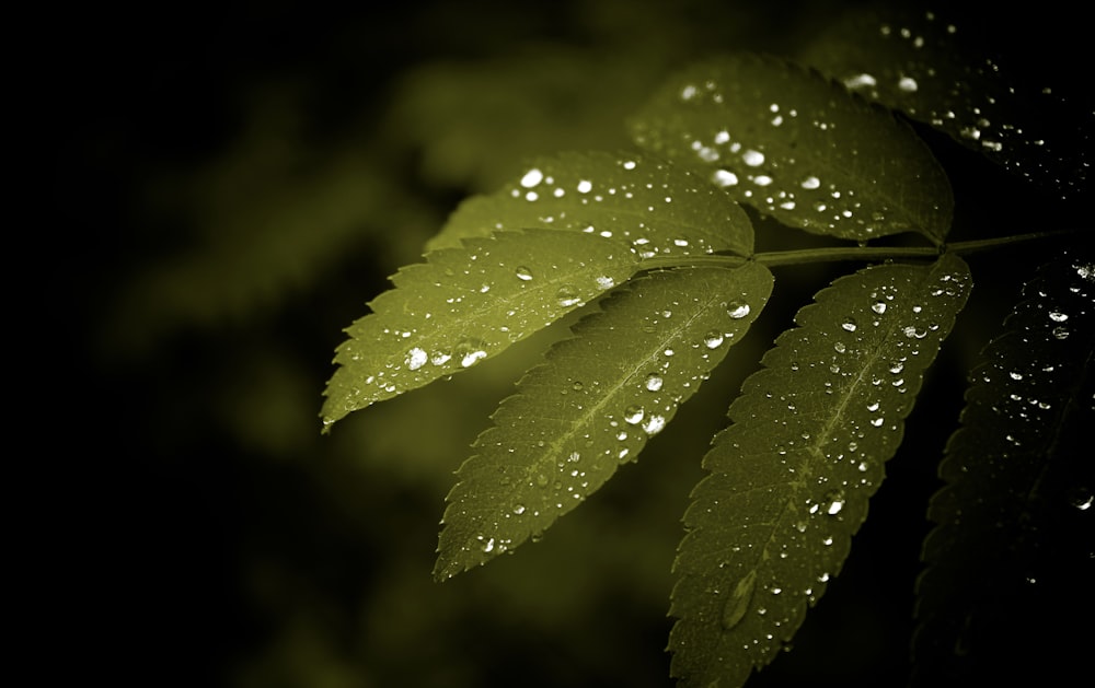 green leaves with water dew