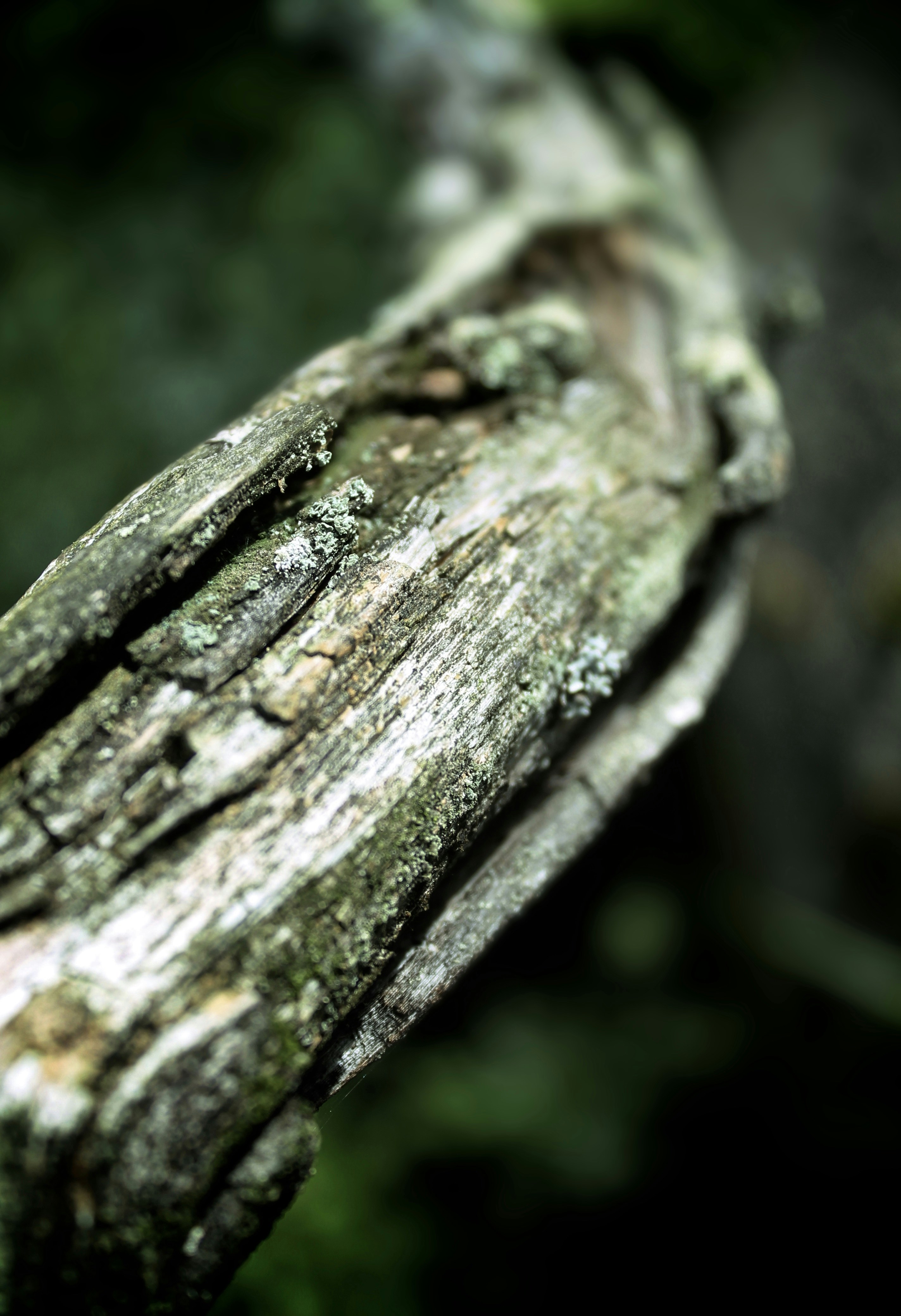 Photo by karolaol