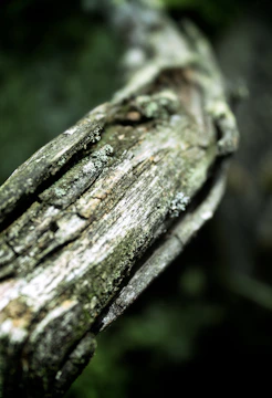 Close-up of a weathered bronze detective badge resting on moss-covered bark.
