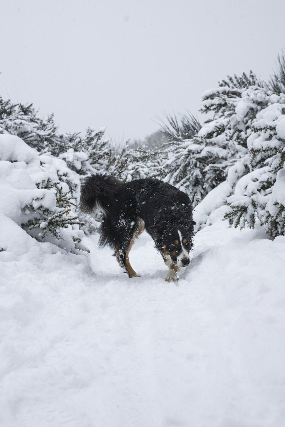 medium long-coated black and white dog standing on snow during daytime