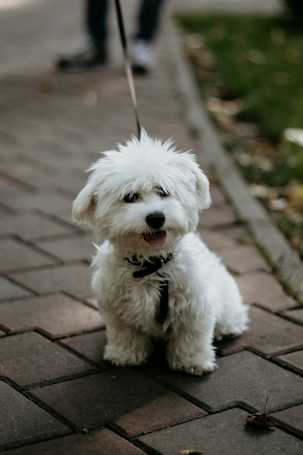 medium-coated white dog on brown brick ground