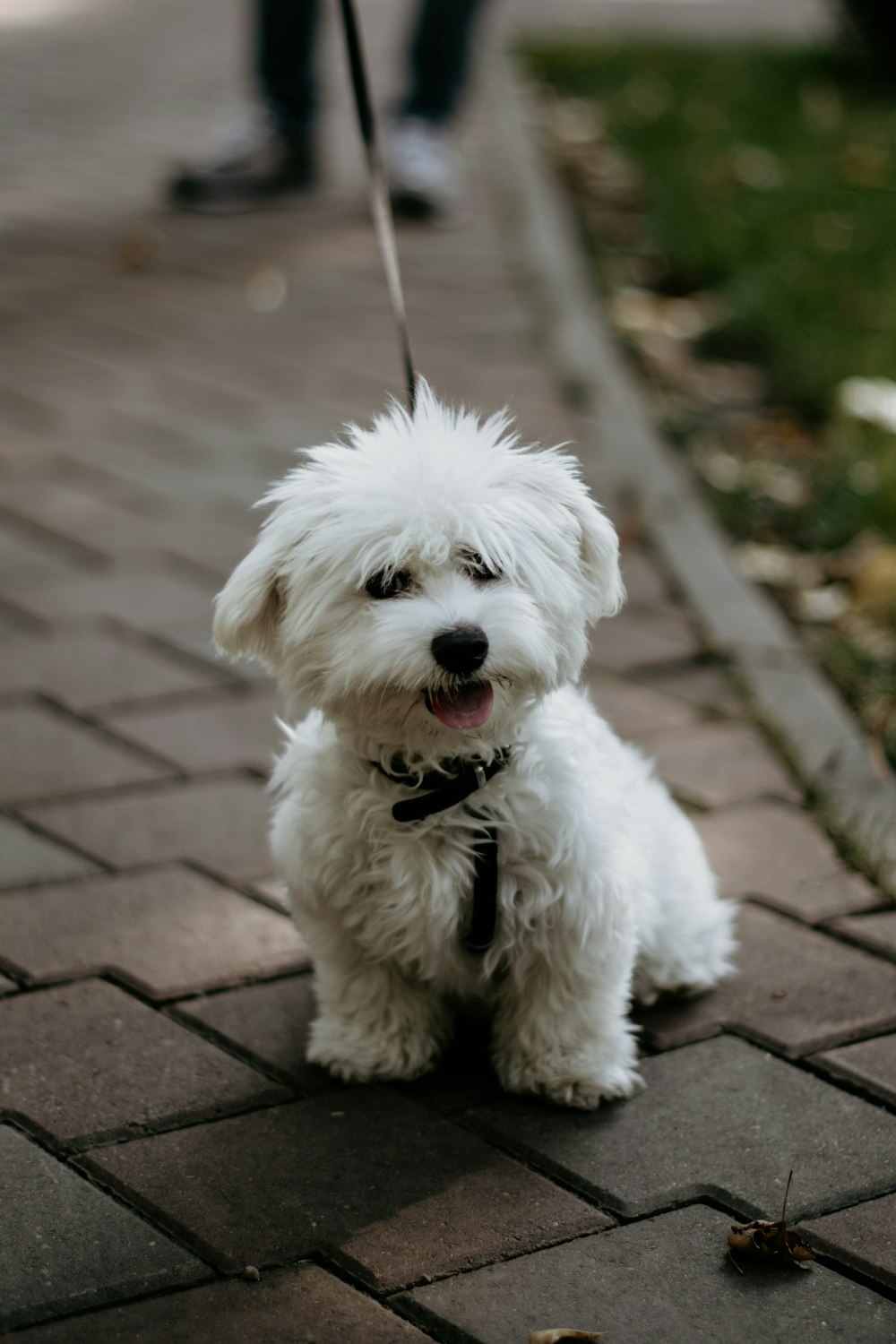 Perro blanco de capa media sobre suelo de ladrillo marrón