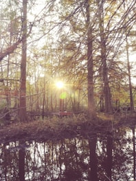 The photograph captures a serene forest scene with tall trees whose branches interweave, allowing sunlight to penetrate through and create a luminous focal point. The forest floor is covered in foliage, and a tranquil body of water reflects the trees and sunlight, adding depth to the scene. A wooden bench is visible in the middle of the image, providing a place to sit and enjoy the tranquil atmosphere.