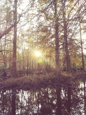 The photograph captures a serene forest scene with tall trees whose branches interweave, allowing sunlight to penetrate through and create a luminous focal point. The forest floor is covered in foliage, and a tranquil body of water reflects the trees and sunlight, adding depth to the scene. A wooden bench is visible in the middle of the image, providing a place to sit and enjoy the tranquil atmosphere.