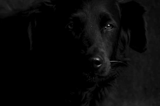 A candid black-and-white portrait of a joyful dog in natural light, highlighting its expressive eyes.