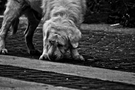 A service dog sniffing attentively during a detection task