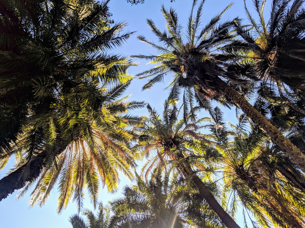 worms-eye view of palm trees