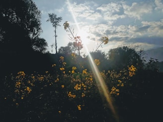 Sunlight streaming through the trees onto a field of wildflowers.