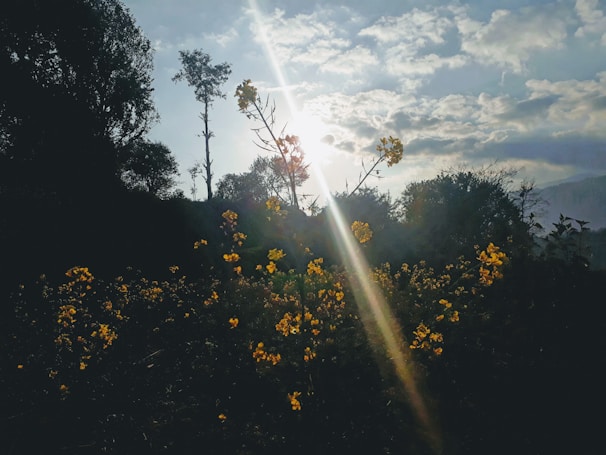 Sunlight streaming through the trees onto a field of wildflowers.