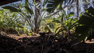 A close-up of native plants thriving in a sustainable environment.