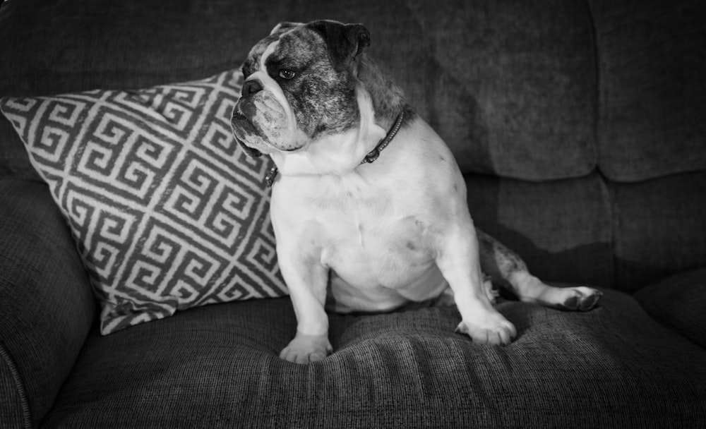 grayscale photo of dog sitting on sofa