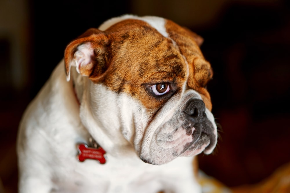 selective focus photography of brown and white dog
