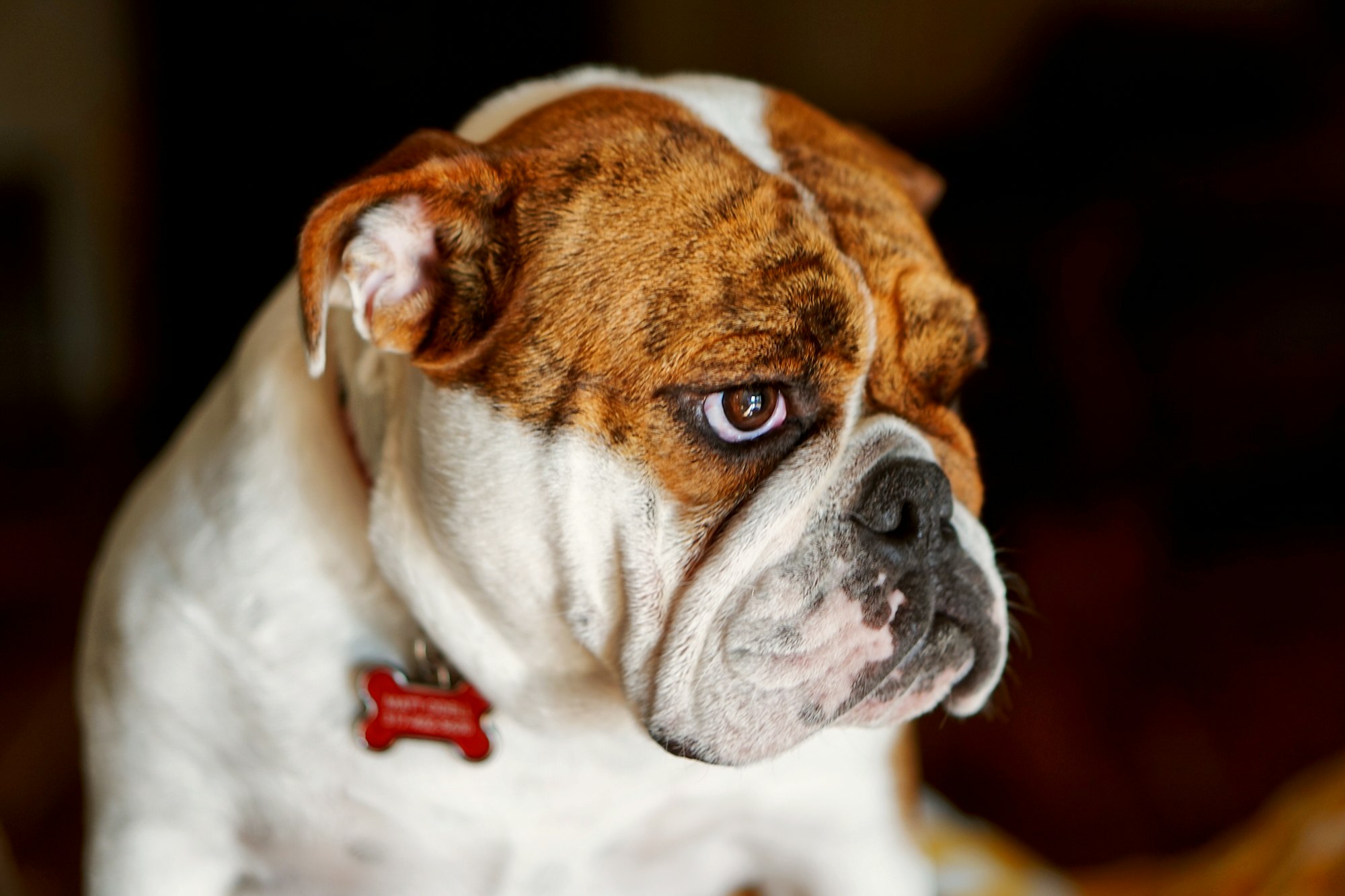 English Bulldog Dogs Breed - Information, Temperament, Size & Price