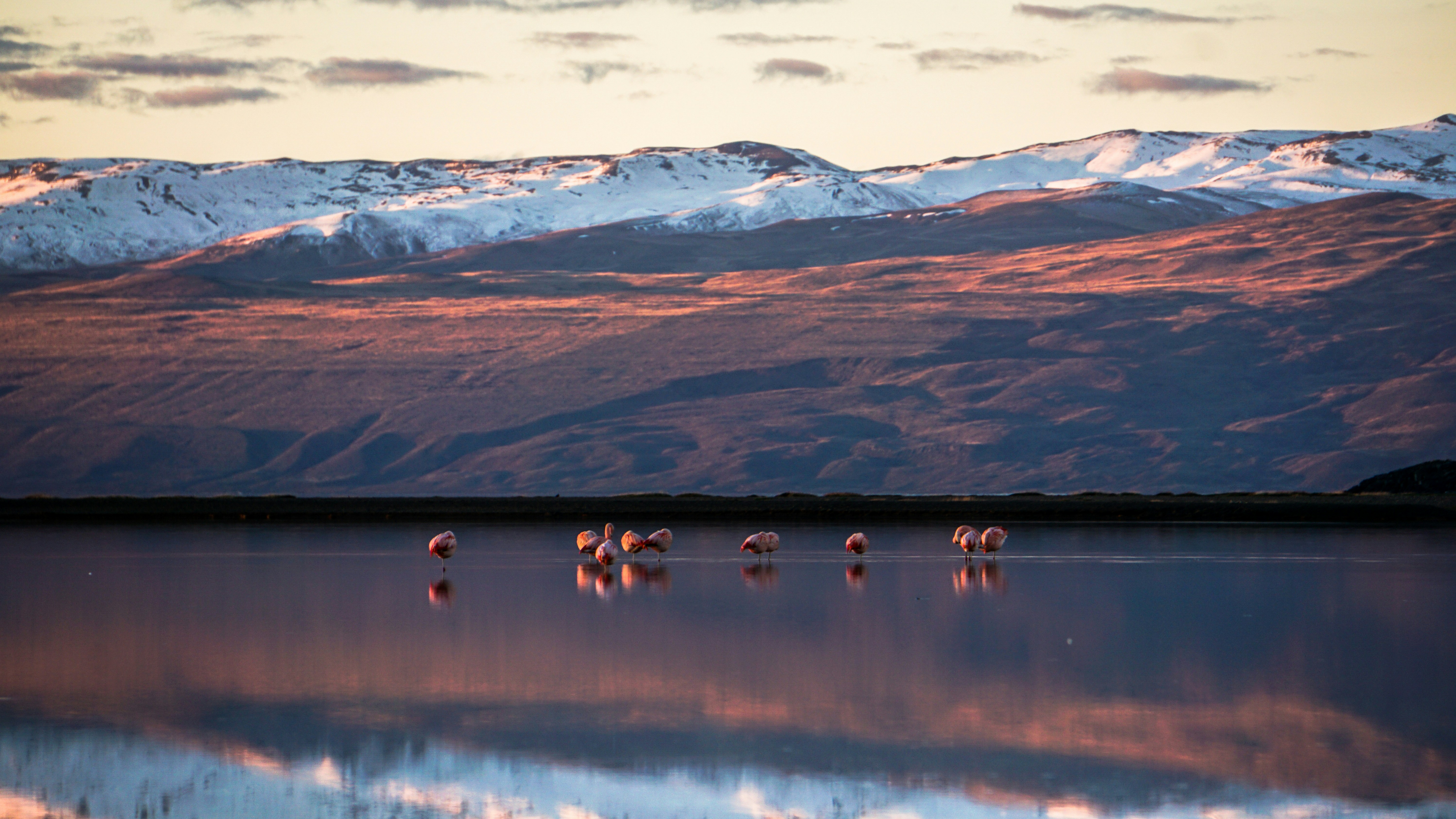 View of the Argentine lake in the golden hour with its nuances of colors adorned by southern #flamingos