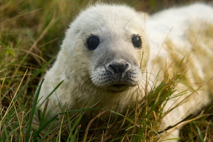 5 Things I Learned Clubbing Baby Seals