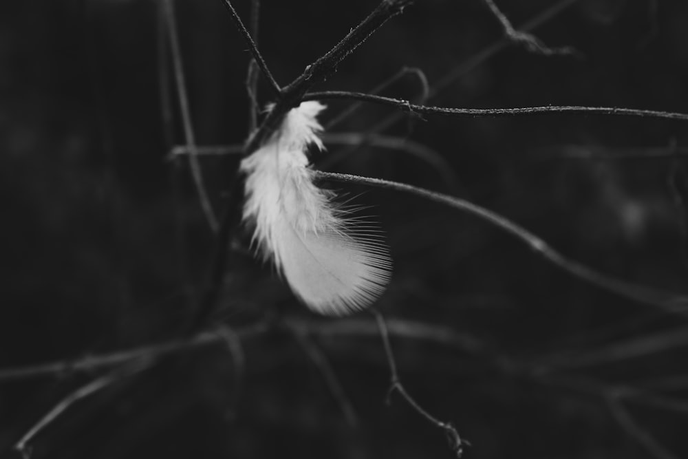 feather on tree branch