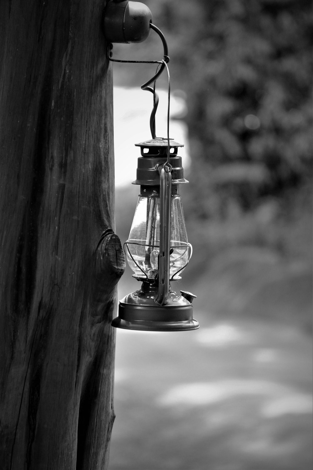 lantern hanging on tree
