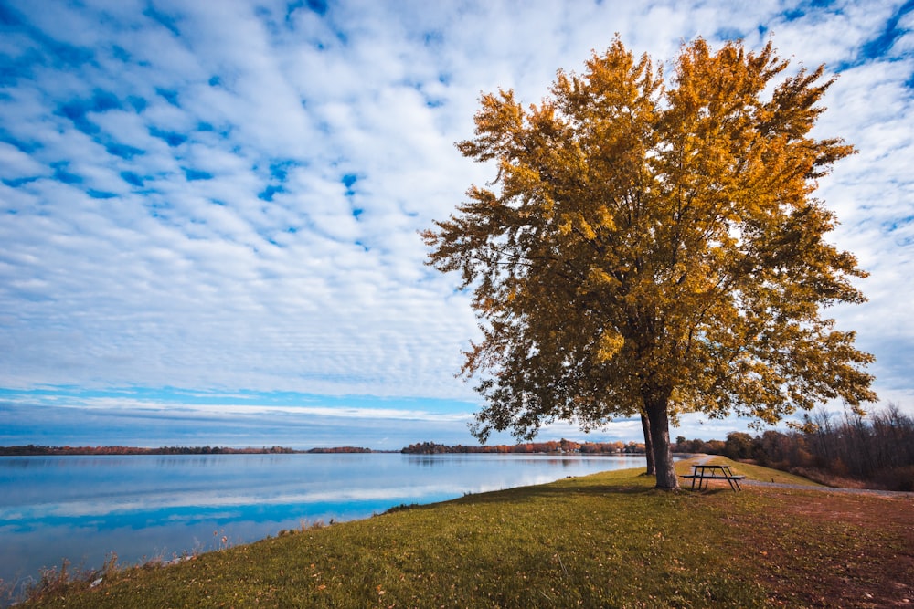 rule of thirds photography of broad-leaved tree