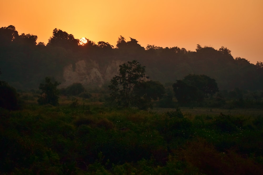 fotografia de paisagem de árvores