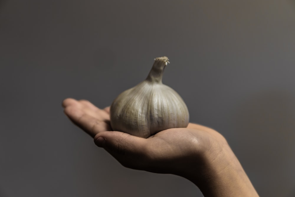 person holding white garlic