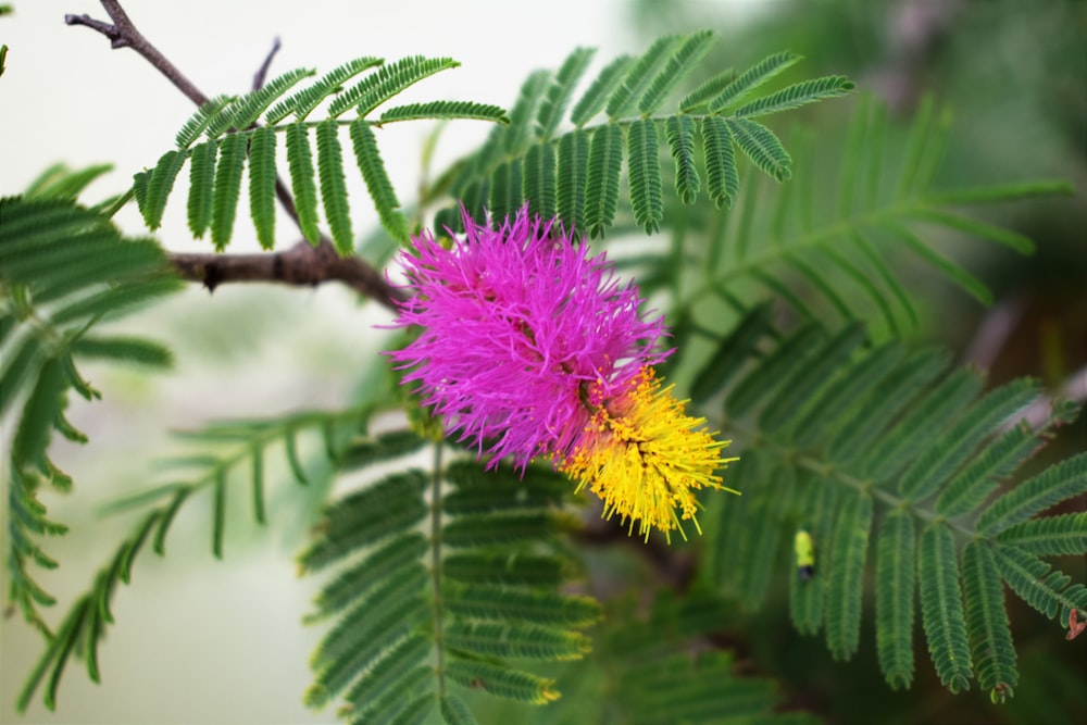 pink and yellow bottlebrush flowers