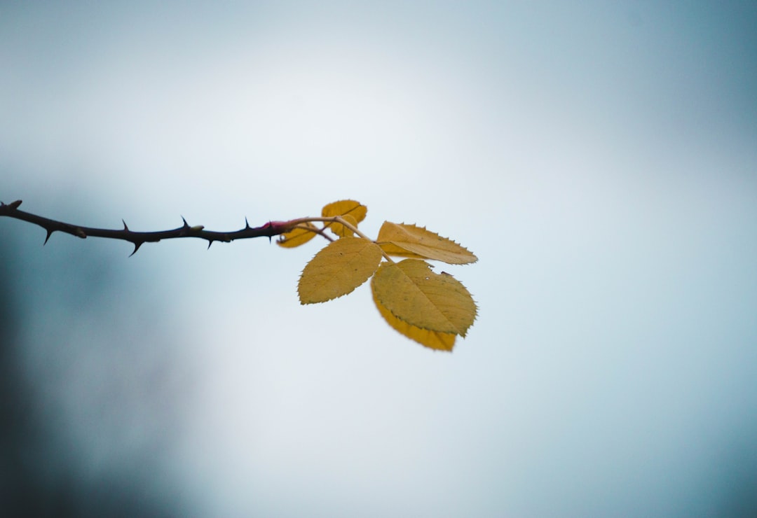 selective focus photography of leafed tree