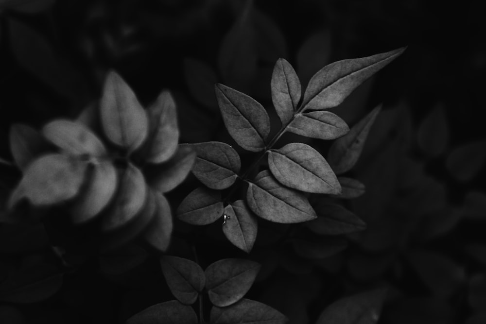 grayscale photo of plant