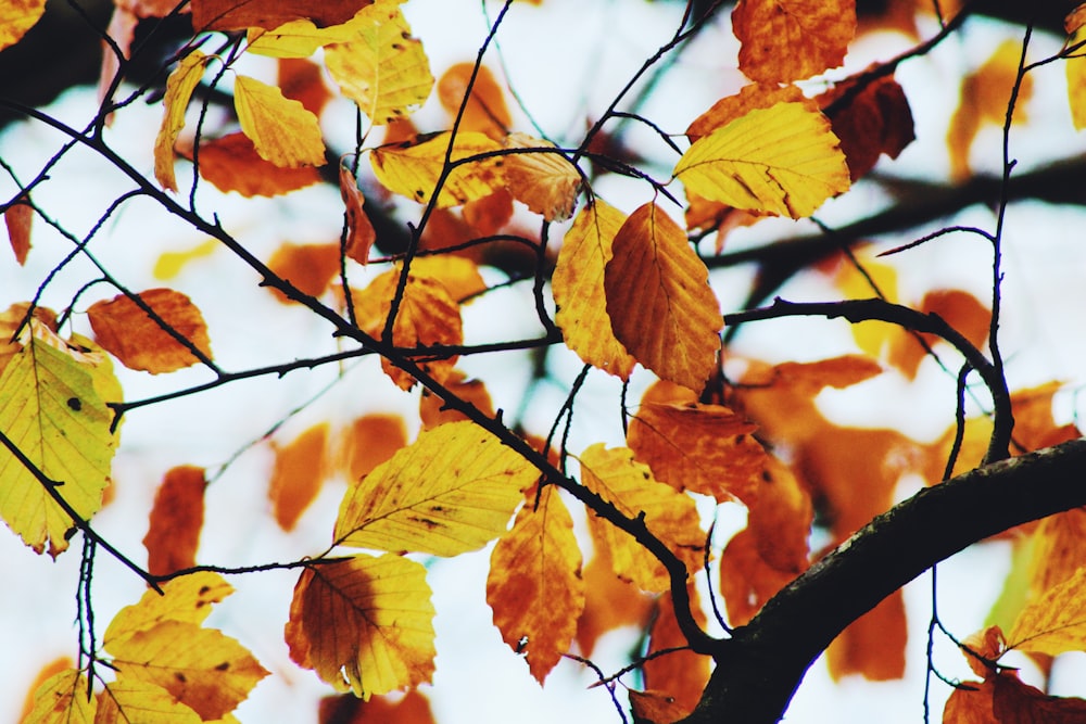 dried leaf and tree stem