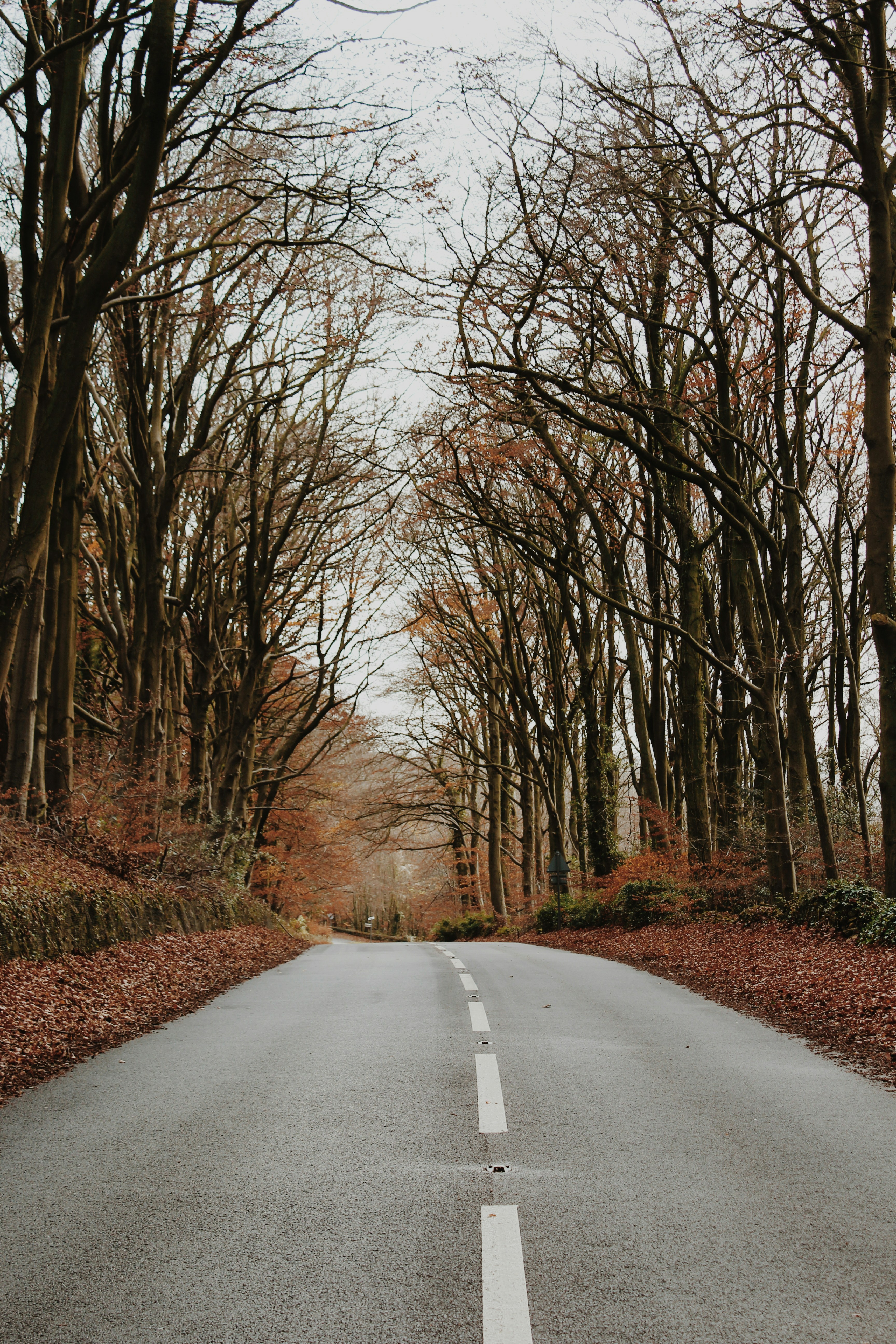 gray concrete road surrounded by bare trees