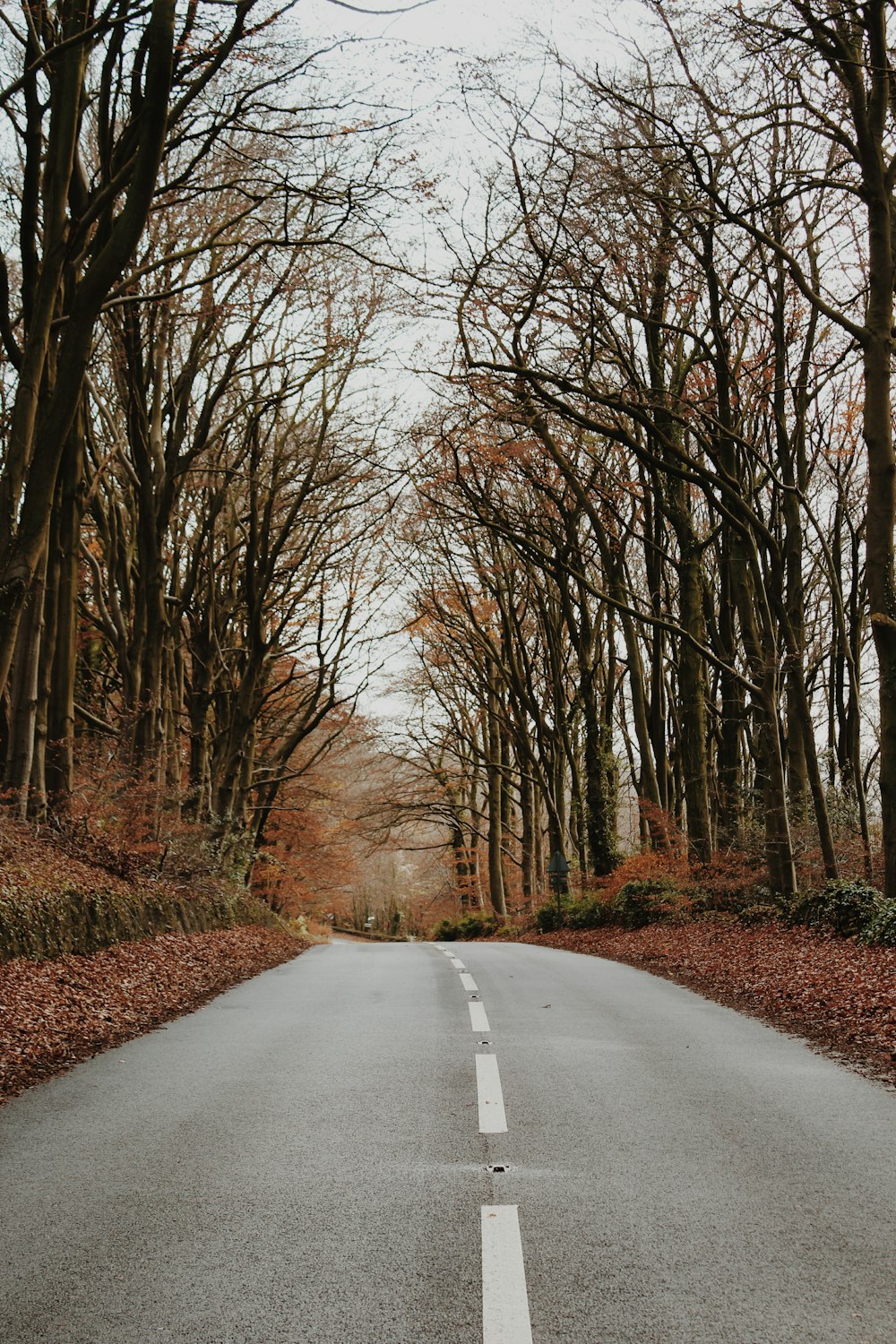 gray concrete road surrounded by bare trees